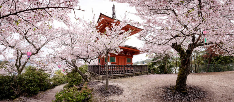 This Past Spring. Miyajima, Japan. By Piyush Bedi.
